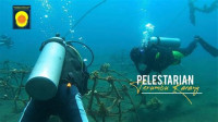 Image of Pelestarian terumbu karang
